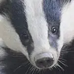 Profile photo of roguebadger