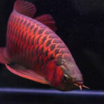 Profile photo of Tenz