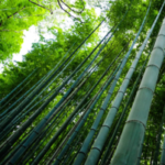 Profile photo of vijayb