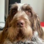 Profile photo of Dotts