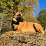 Profile photo of jgaltnc01