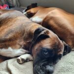 Profile photo of JimDogg