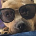 Profile photo of tsheff410