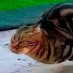 Profile photo of iceman1967