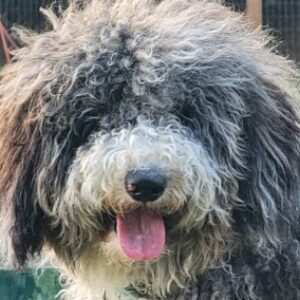 Profile photo of jkdavid