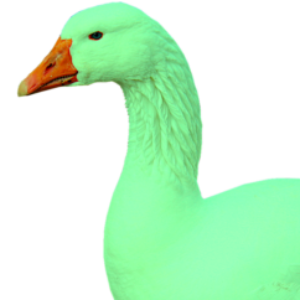 Group logo of The Green Goose